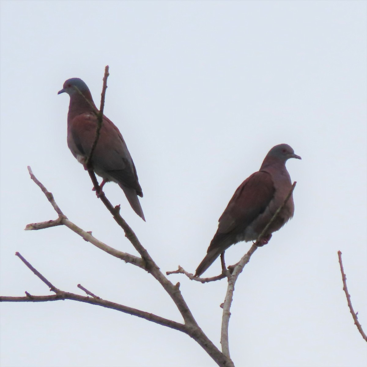 Pale-vented Pigeon - ML356352791