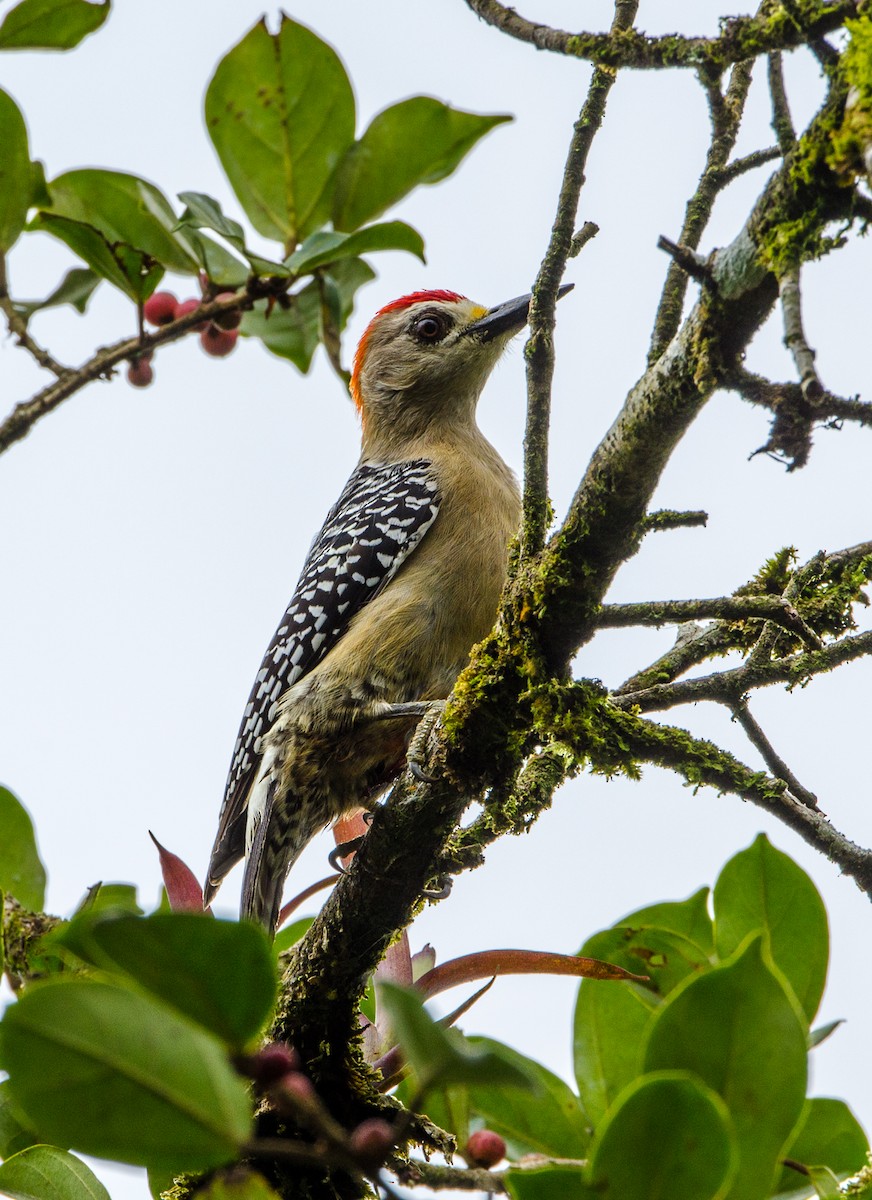 Red-crowned Woodpecker - Lisa & Li Li