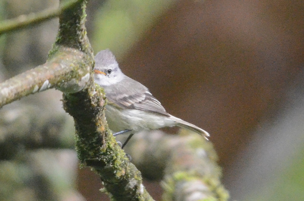 sørglattyrannulett (obsoletum gr.) - ML35635441