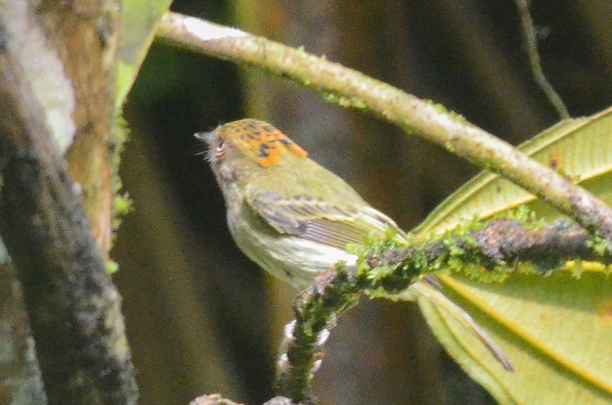 Scale-crested Pygmy-Tyrant - ML35635561