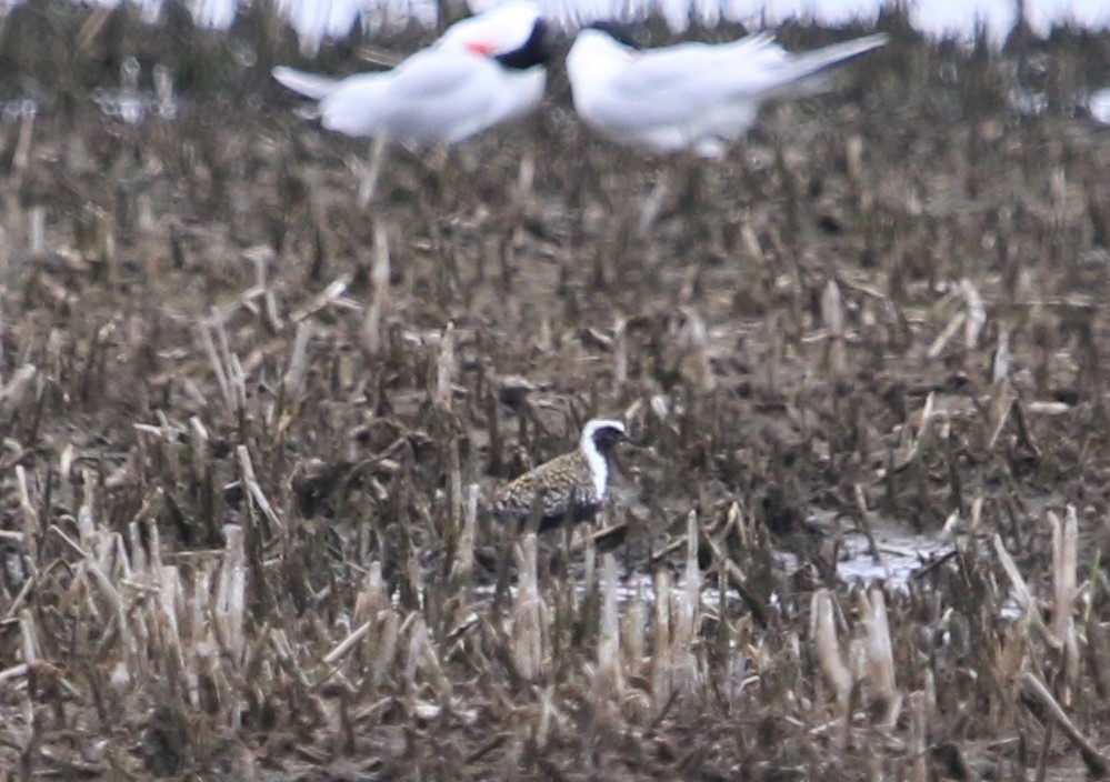 American Golden-Plover - ML356356731