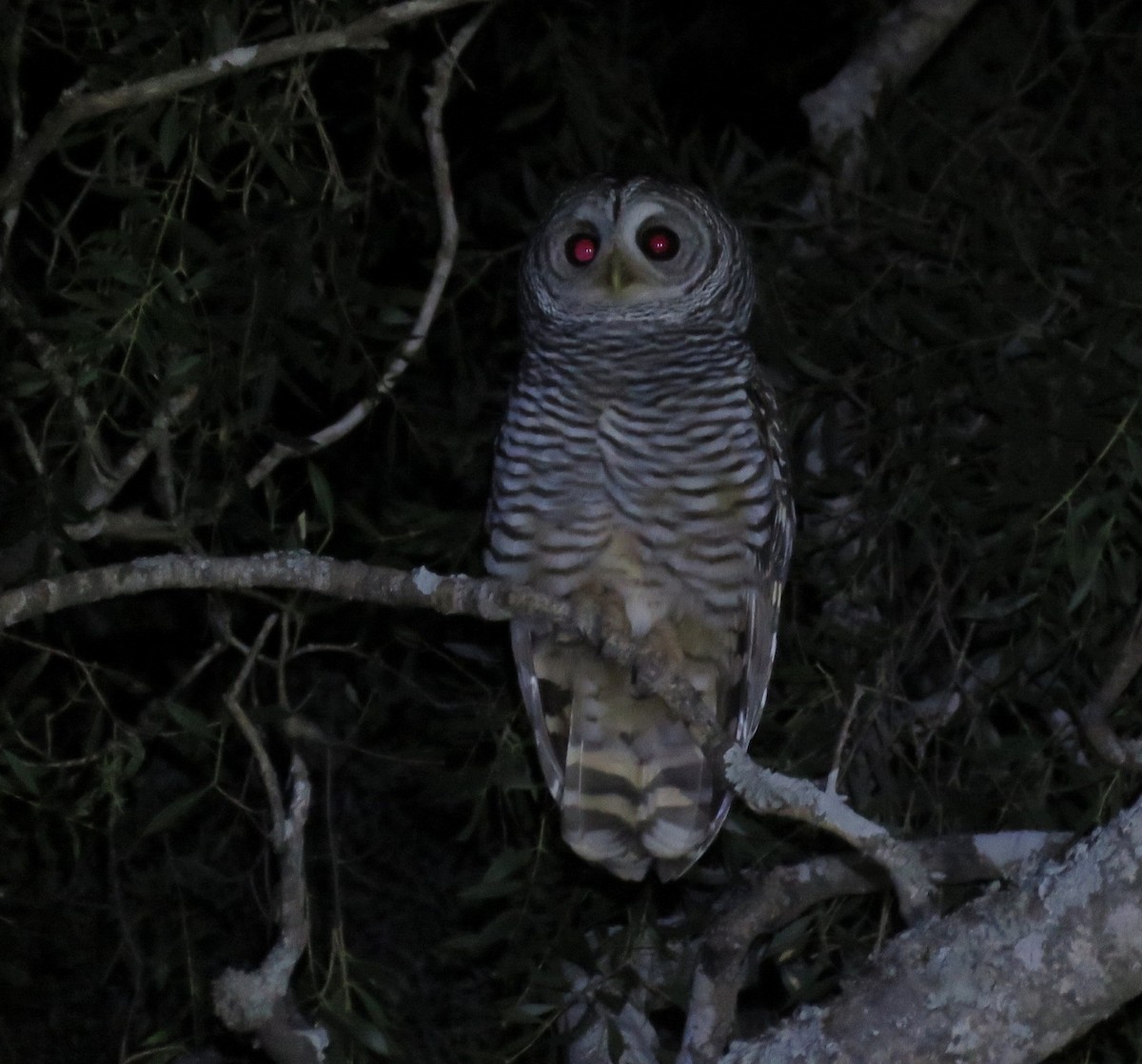 Chaco Owl - ML356356821
