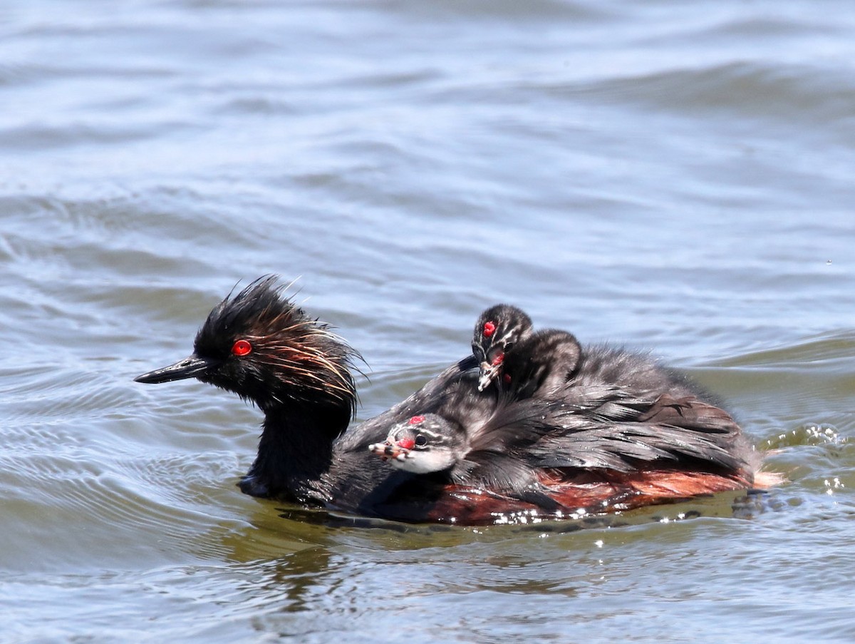 Eared Grebe - ML356356851