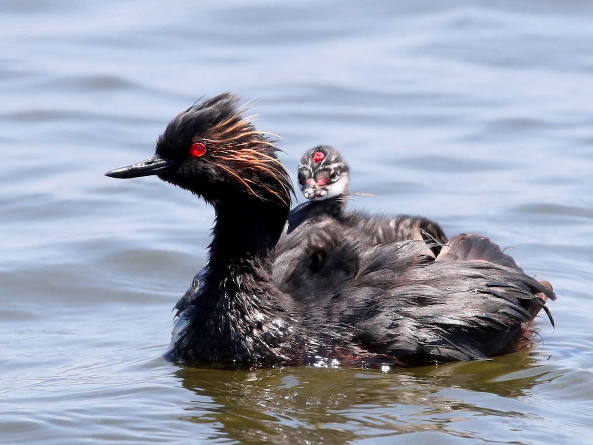 Eared Grebe - Hal and Kirsten Snyder