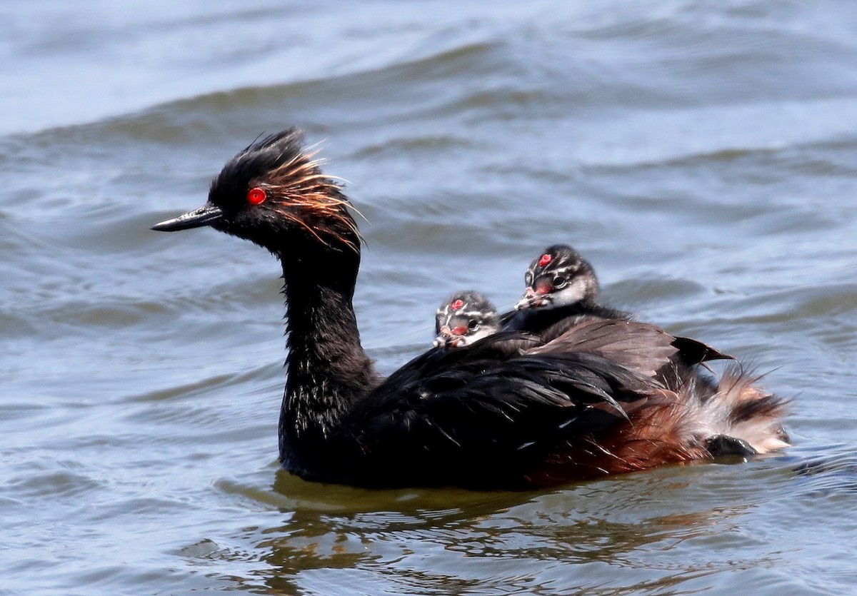 Eared Grebe - ML356356901