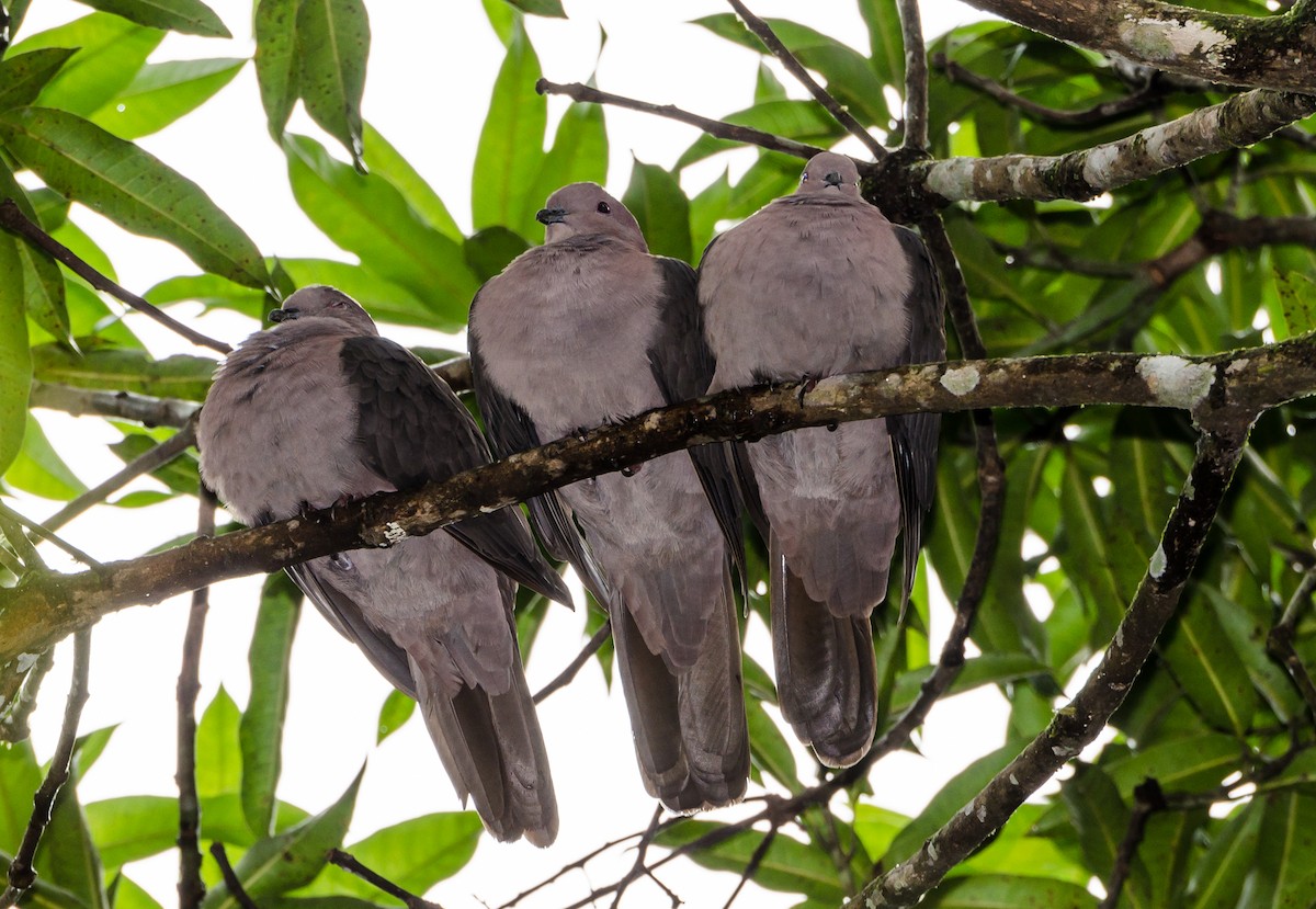 White-tipped Dove - ML356358931