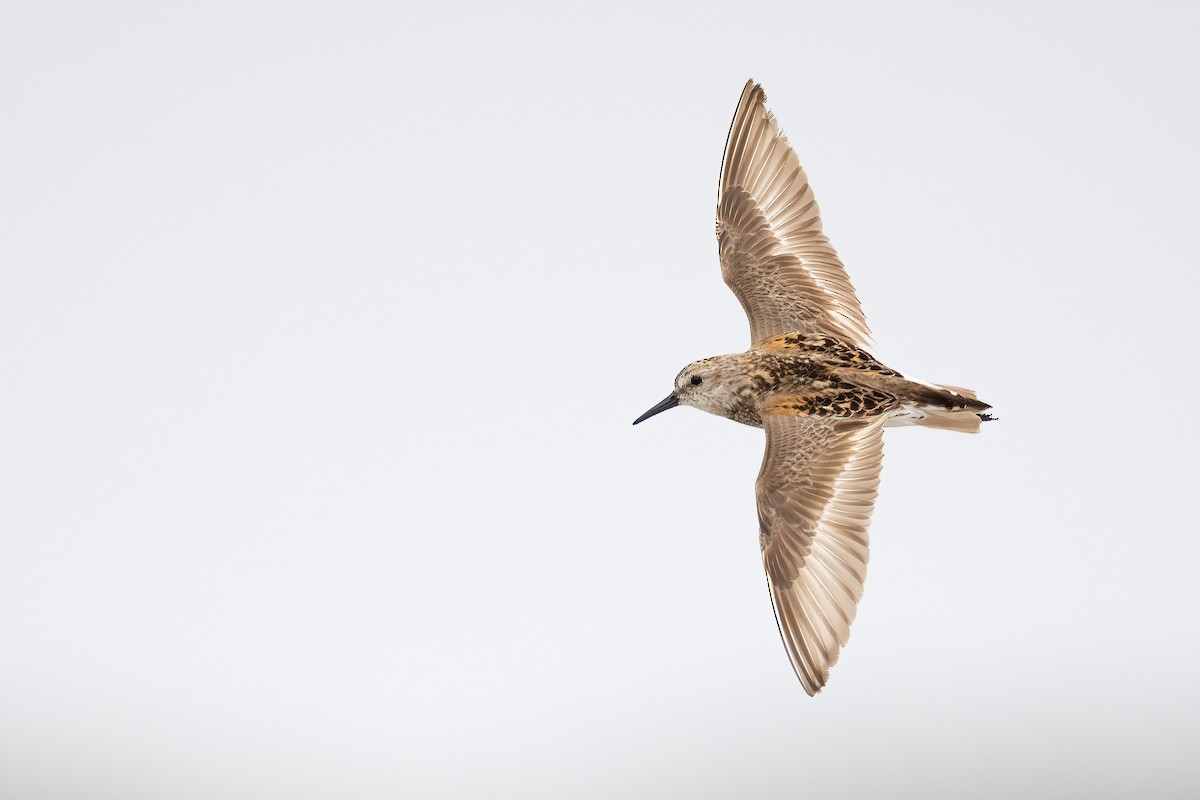 Western Sandpiper - Ryan Sanderson