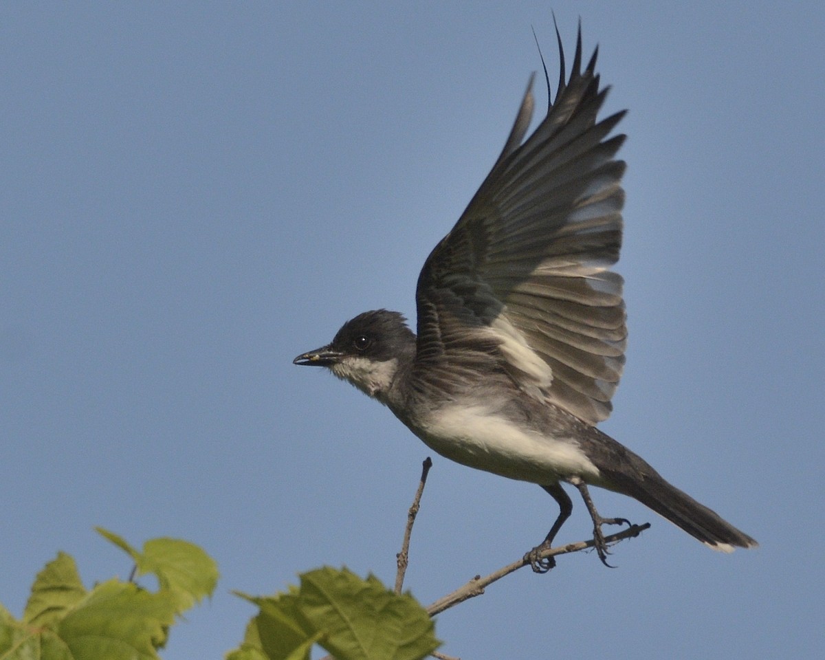 Eastern Kingbird - ML356362951