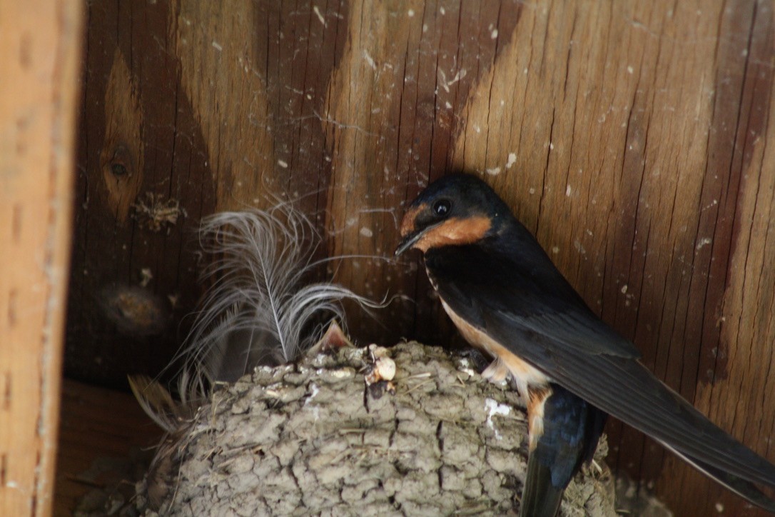 Golondrina Común - ML356363361