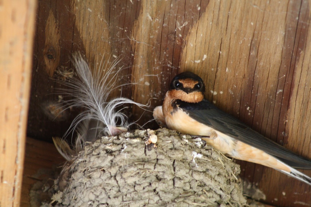 Golondrina Común - ML356363451