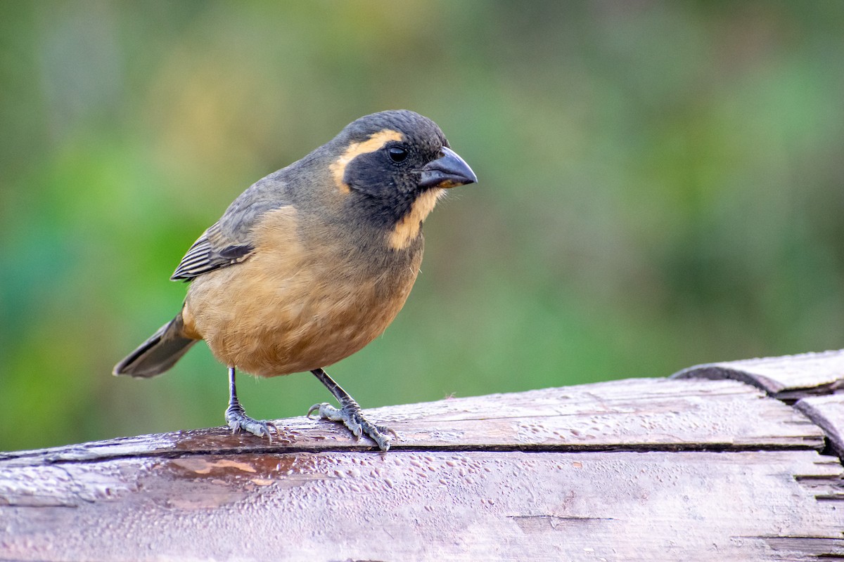 Golden-billed Saltator - ML356364591