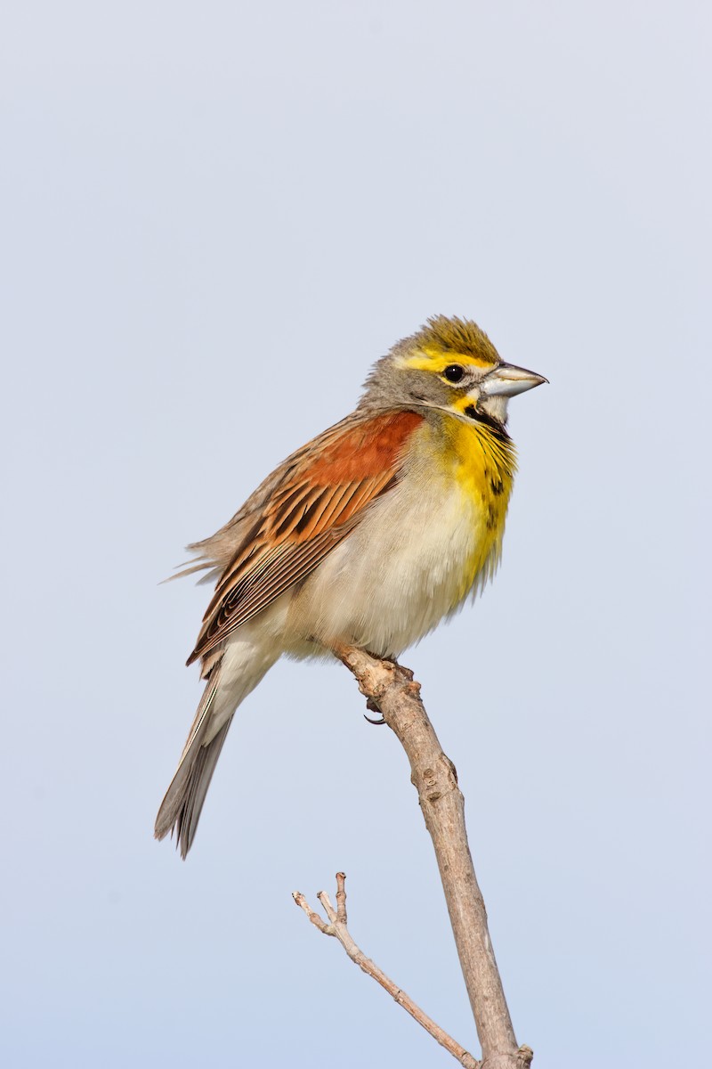 Dickcissel - ML356364641