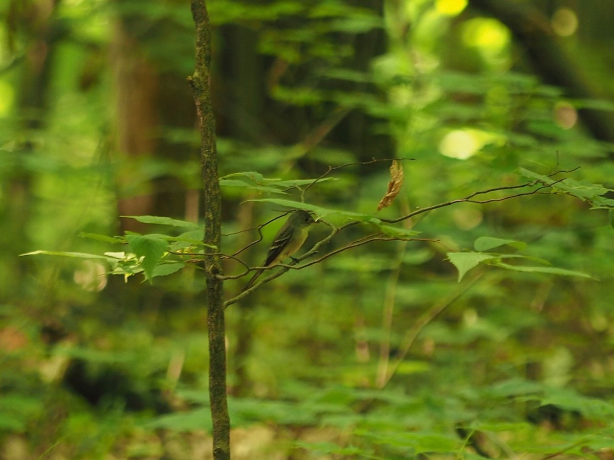 Eastern Wood-Pewee - ML356365191