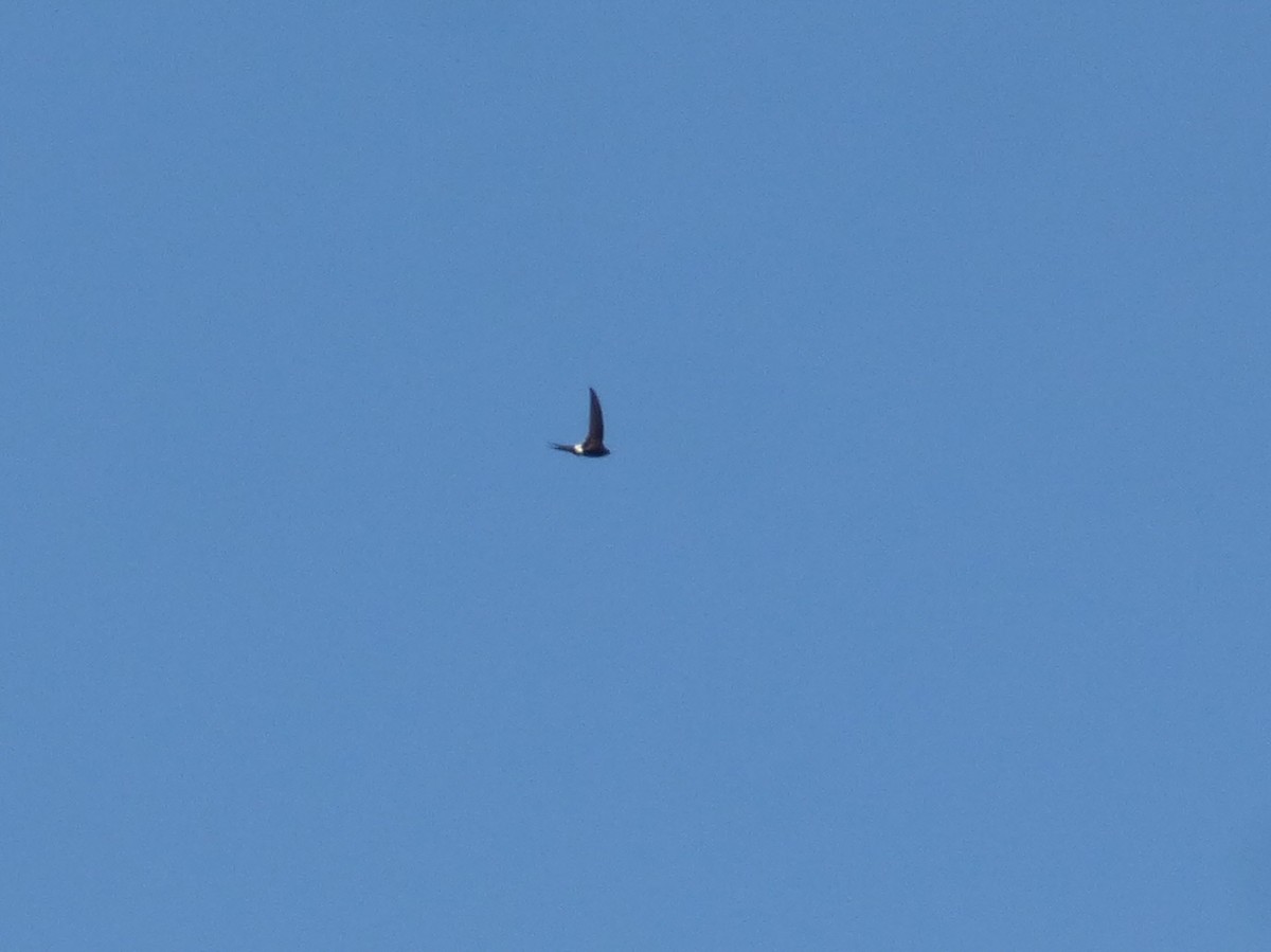 White-rumped Swift - ML356365361