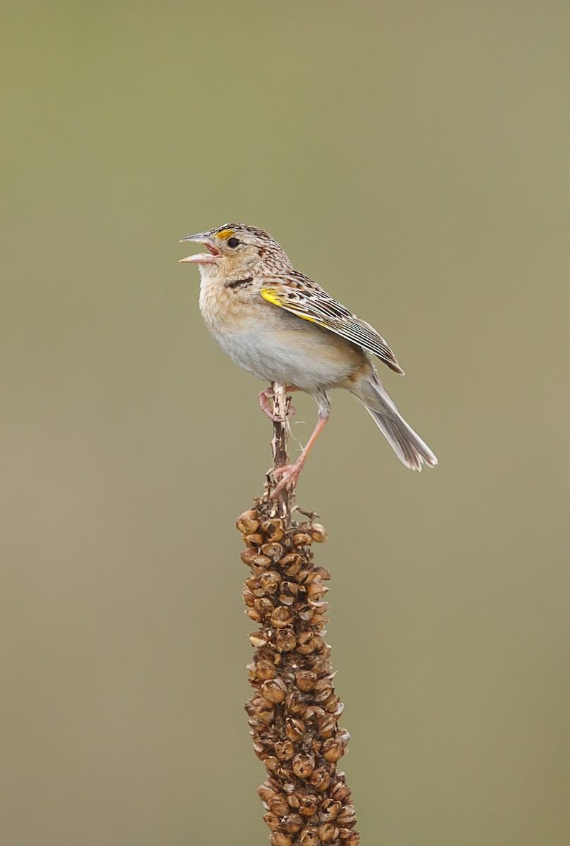 Grasshopper Sparrow - ML356365491