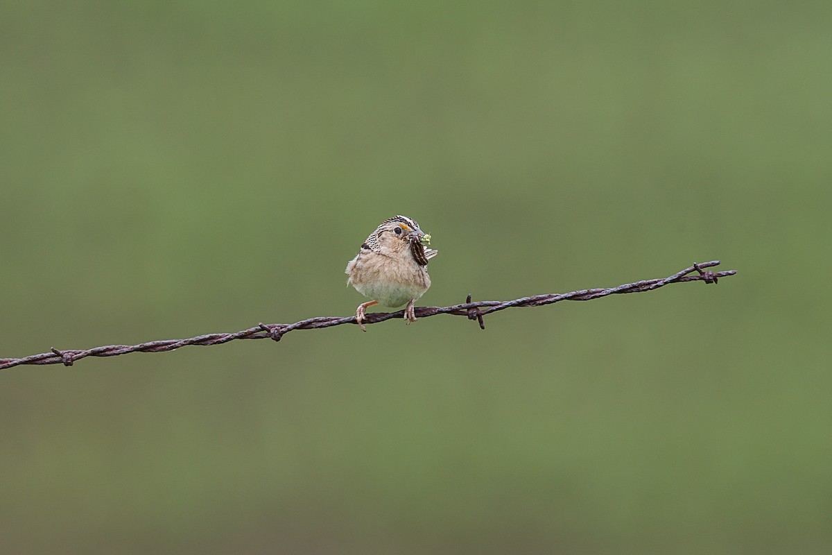 Grasshopper Sparrow - ML356365551