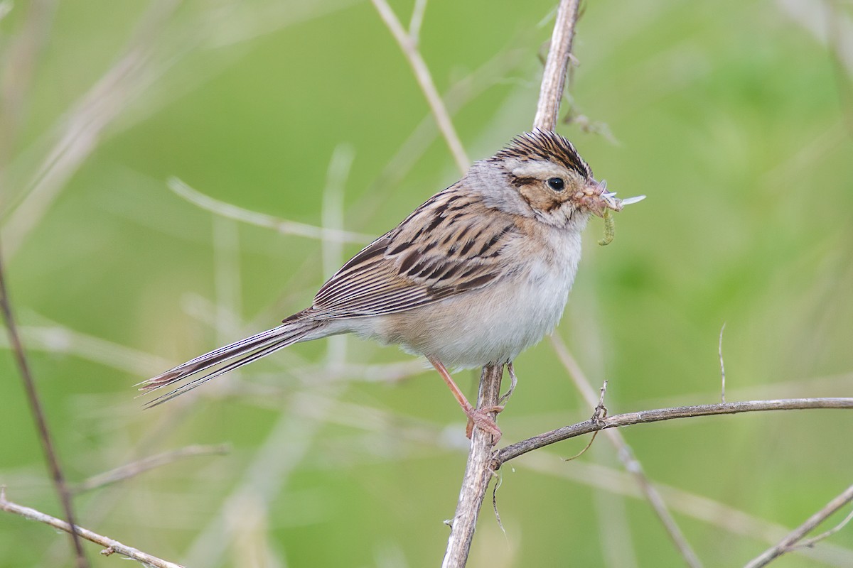 Clay-colored Sparrow - ML356365561