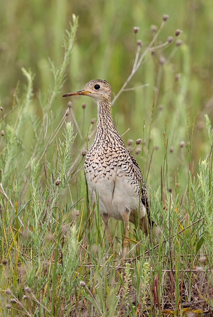 Upland Sandpiper - ML356365711