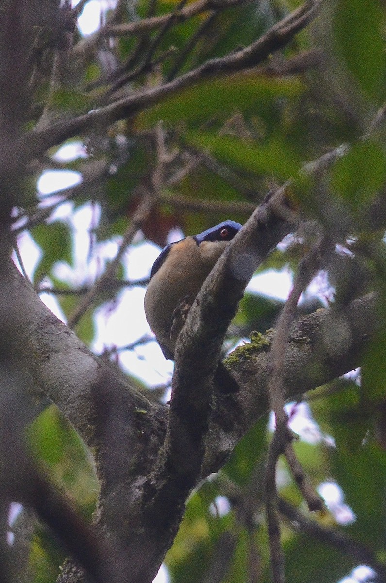 Fawn-breasted Tanager - ML35636581