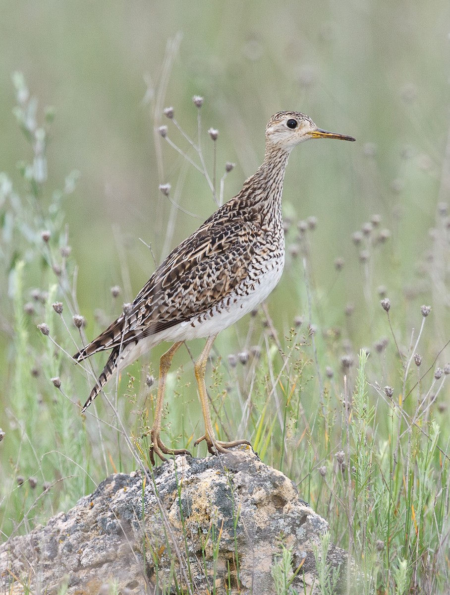 Upland Sandpiper - ML356365851