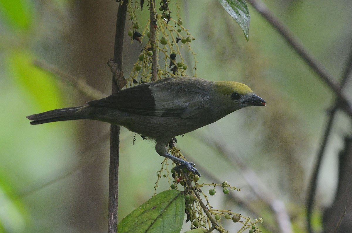 Palm Tanager - ML35636591