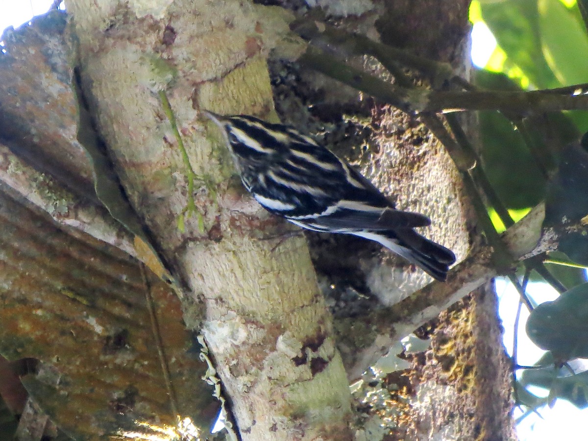 Black-and-white Warbler - ML356366341