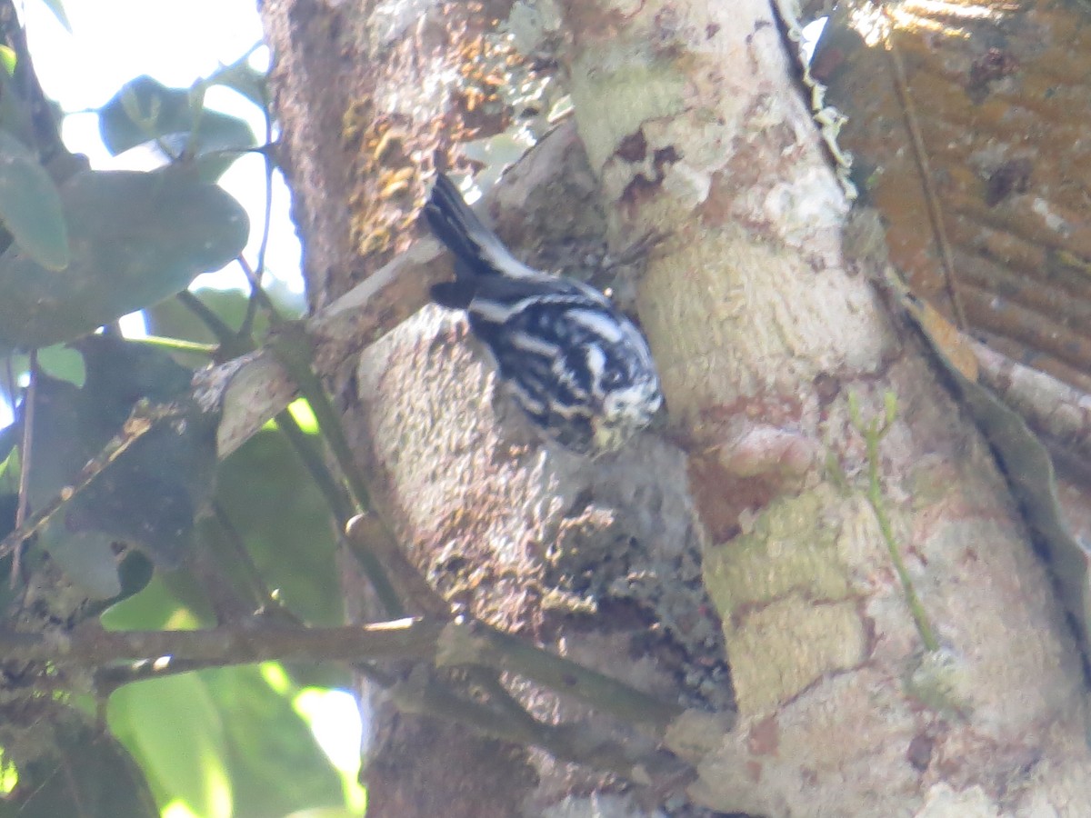 Black-and-white Warbler - ML356366351