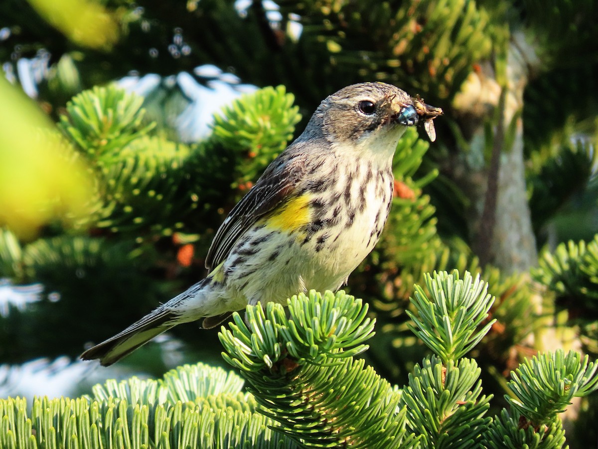 Yellow-rumped Warbler - Phil Lehman