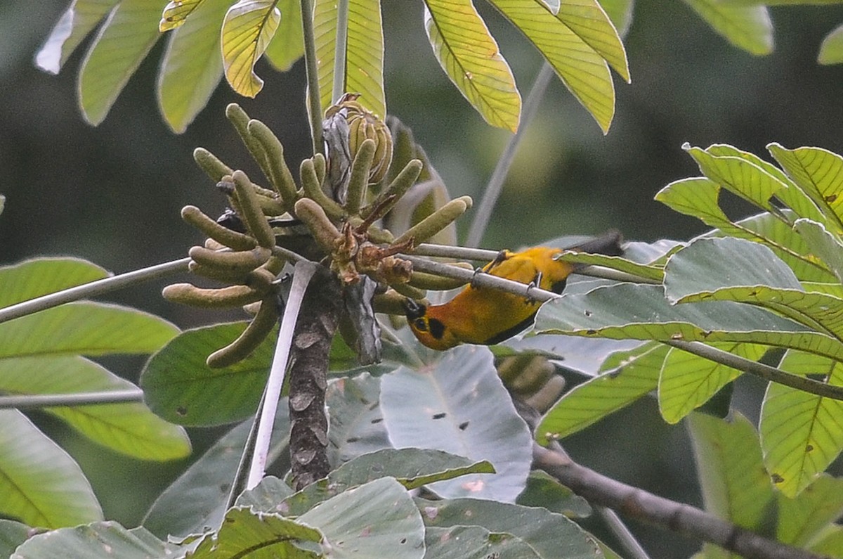 Golden Tanager (pulchra Group) - ML35636761
