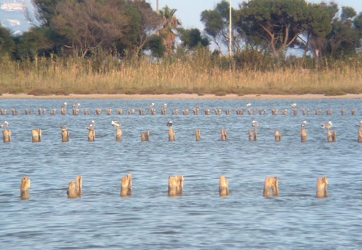 小黑背鷗 - ML356367681