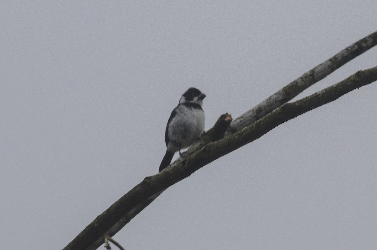 Variable Seedeater - ML35636831