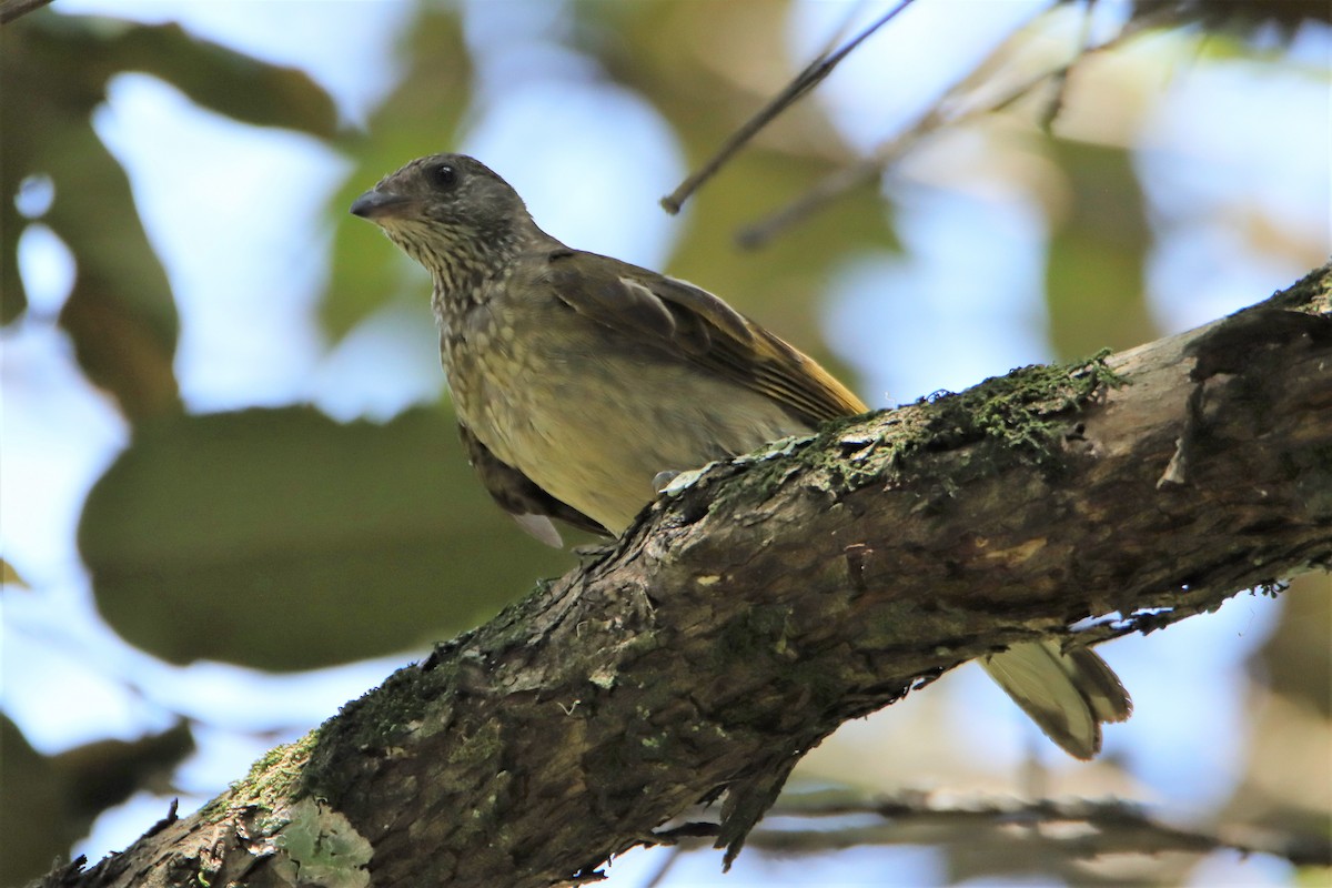 Scaly-throated Honeyguide - ML356369411