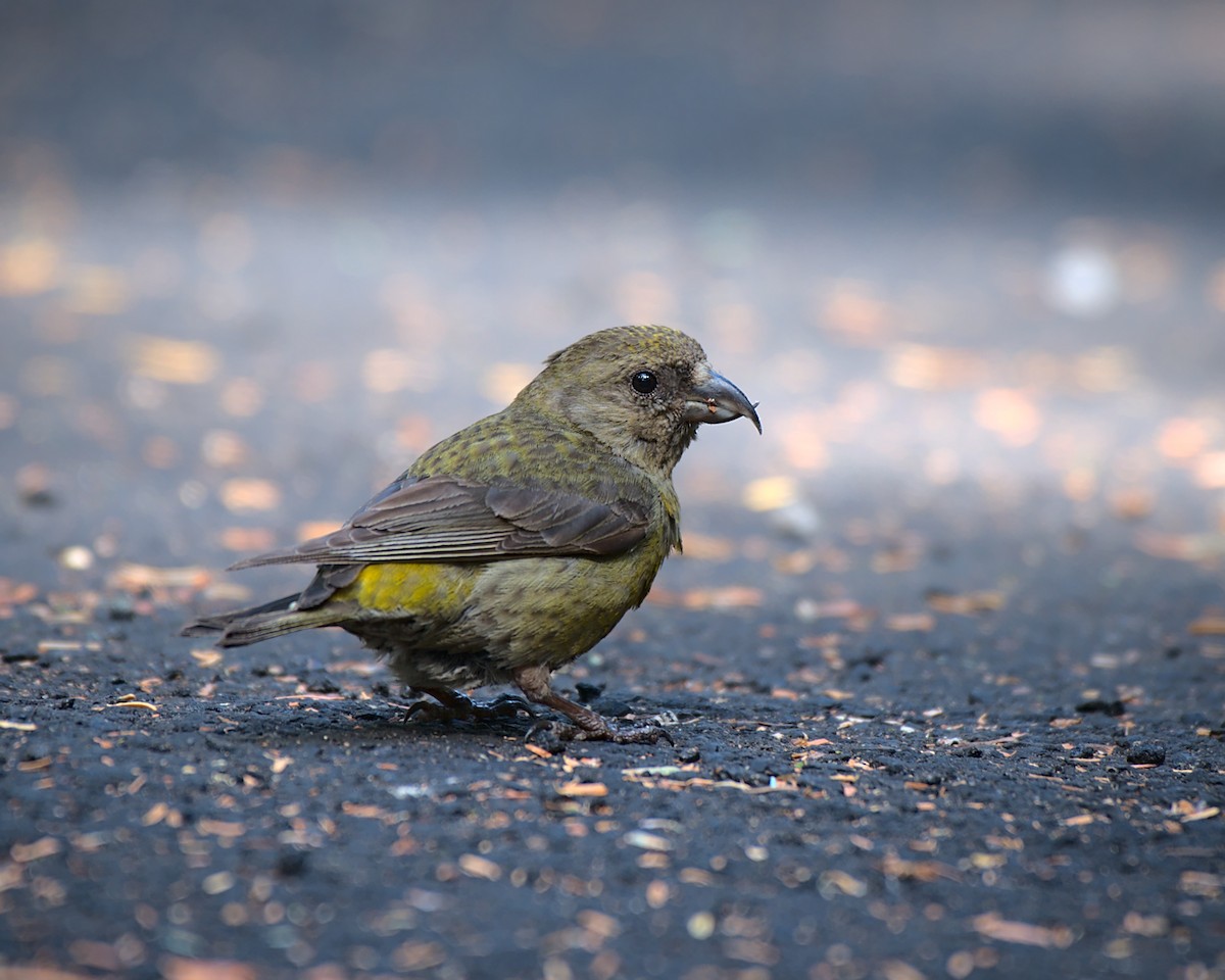 Red Crossbill - ML356369561