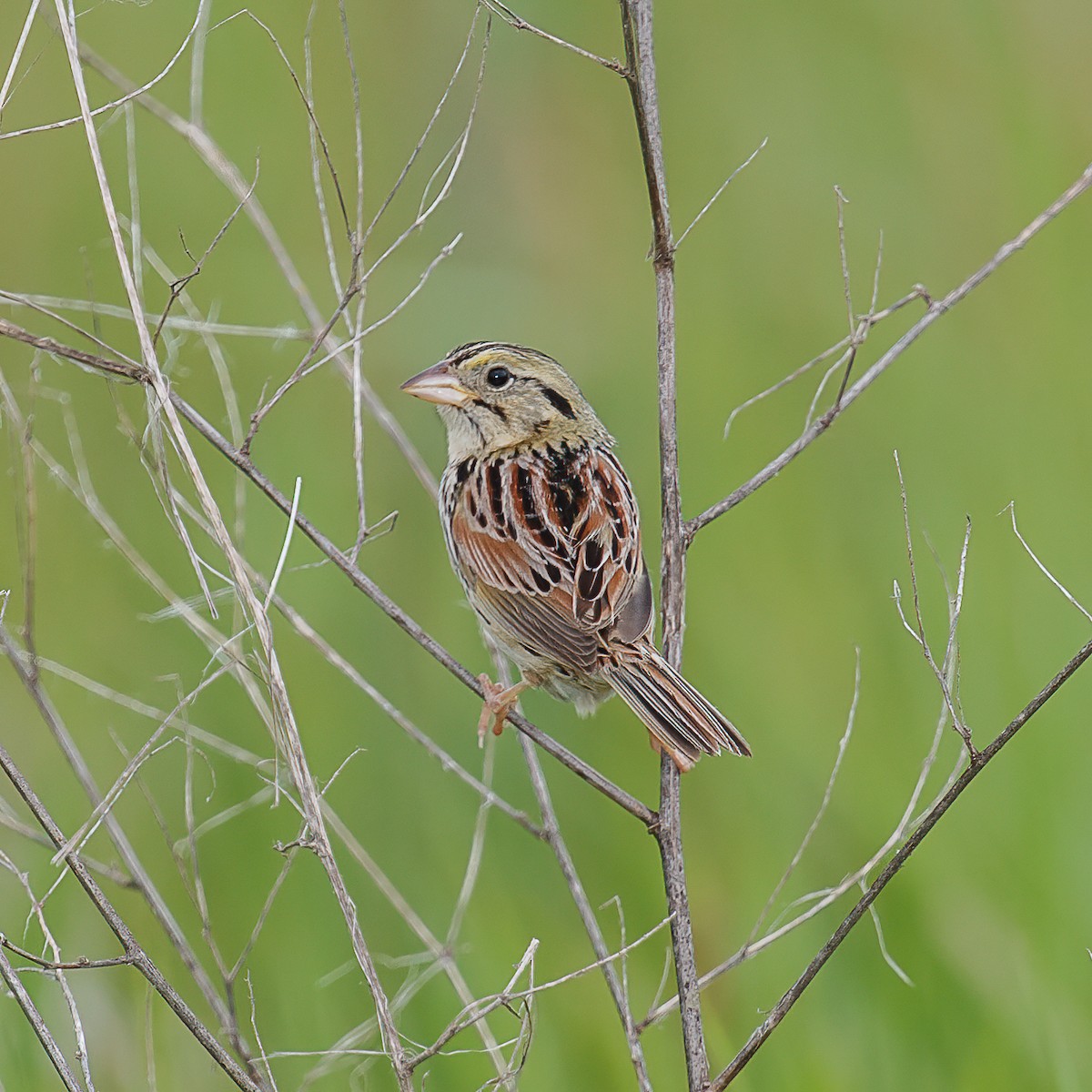 Henslow's Sparrow - ML356369611