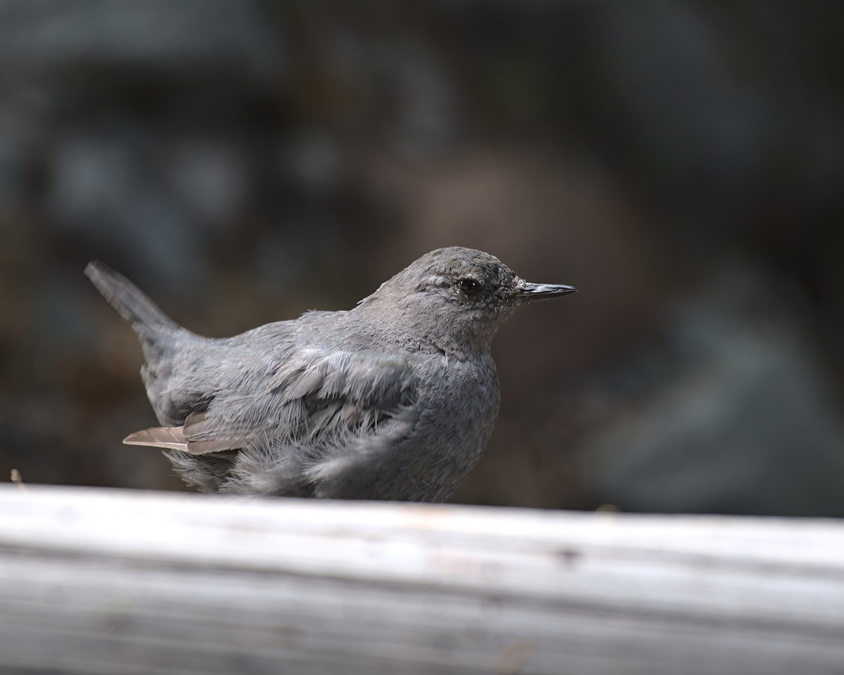 American Dipper - ML356369681