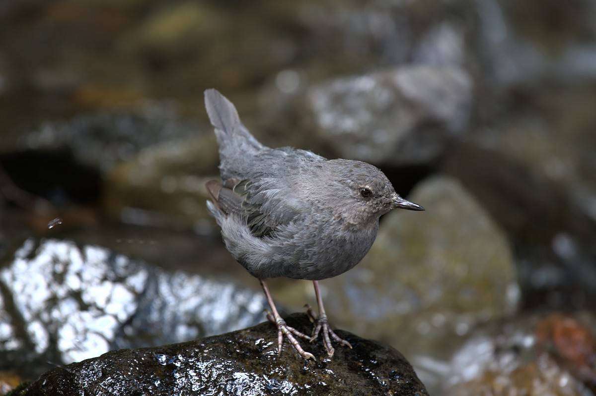 American Dipper - ML356369721