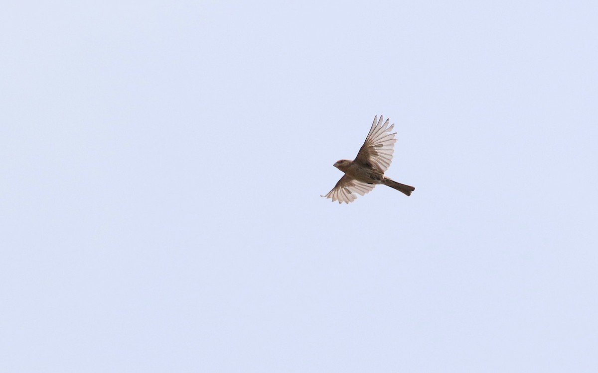 House Finch - ML356370261