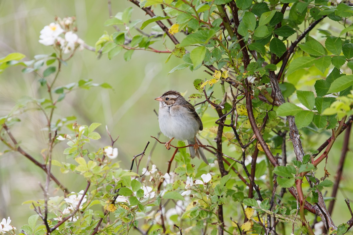 Clay-colored Sparrow - ML356370351