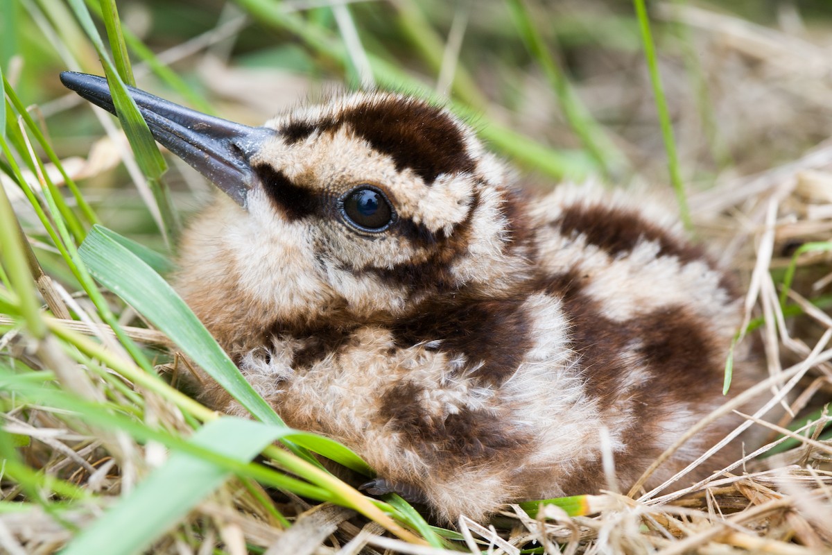 American Woodcock - ML356370691