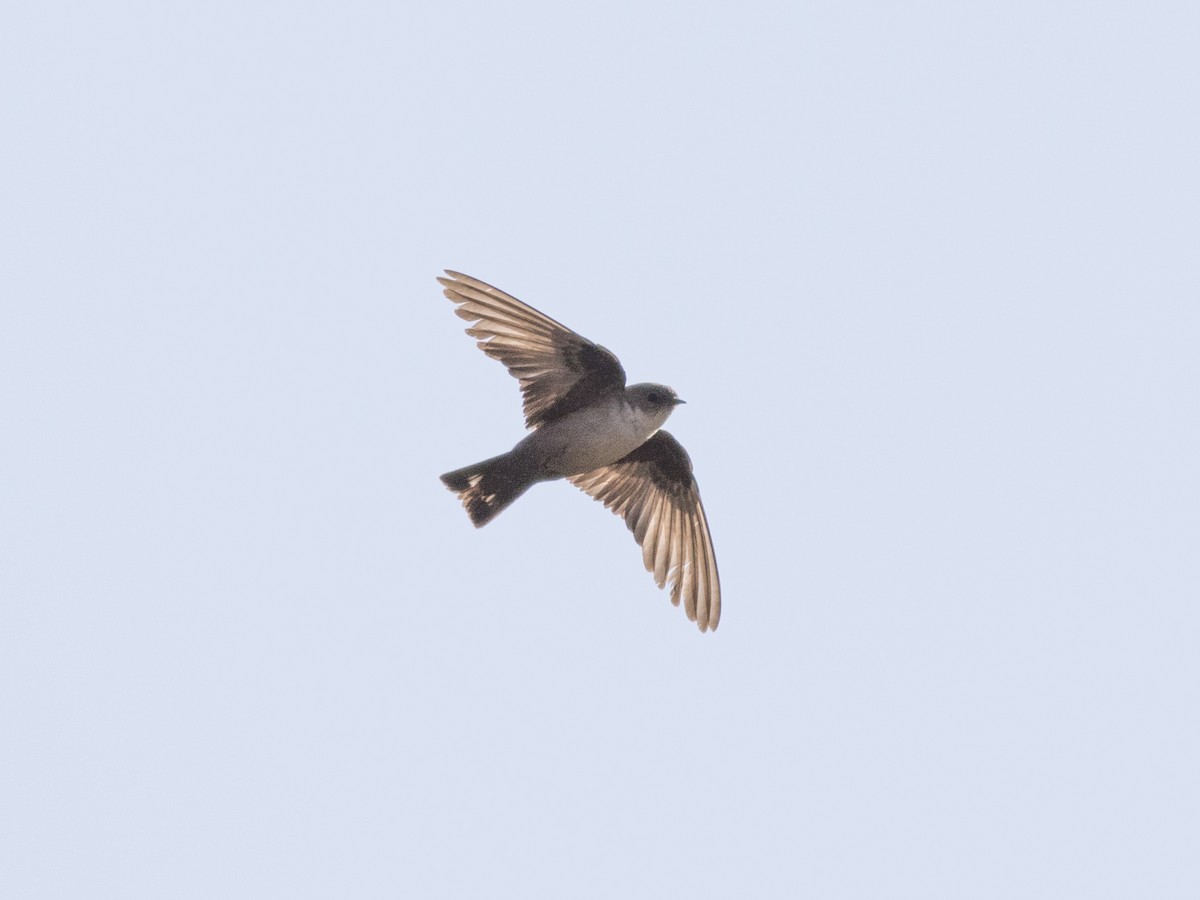 Eurasian Crag-Martin - ML356371511