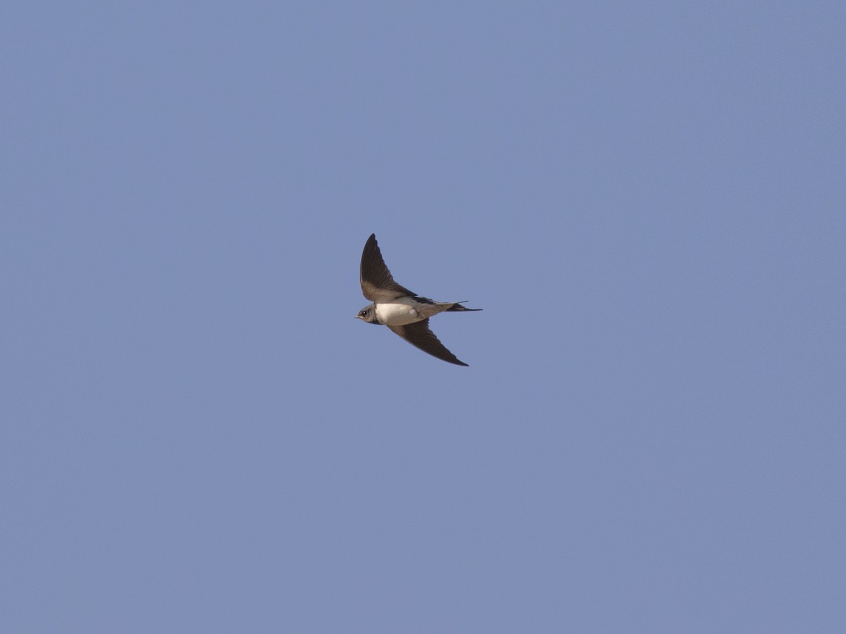 Golondrina Común - ML356371531