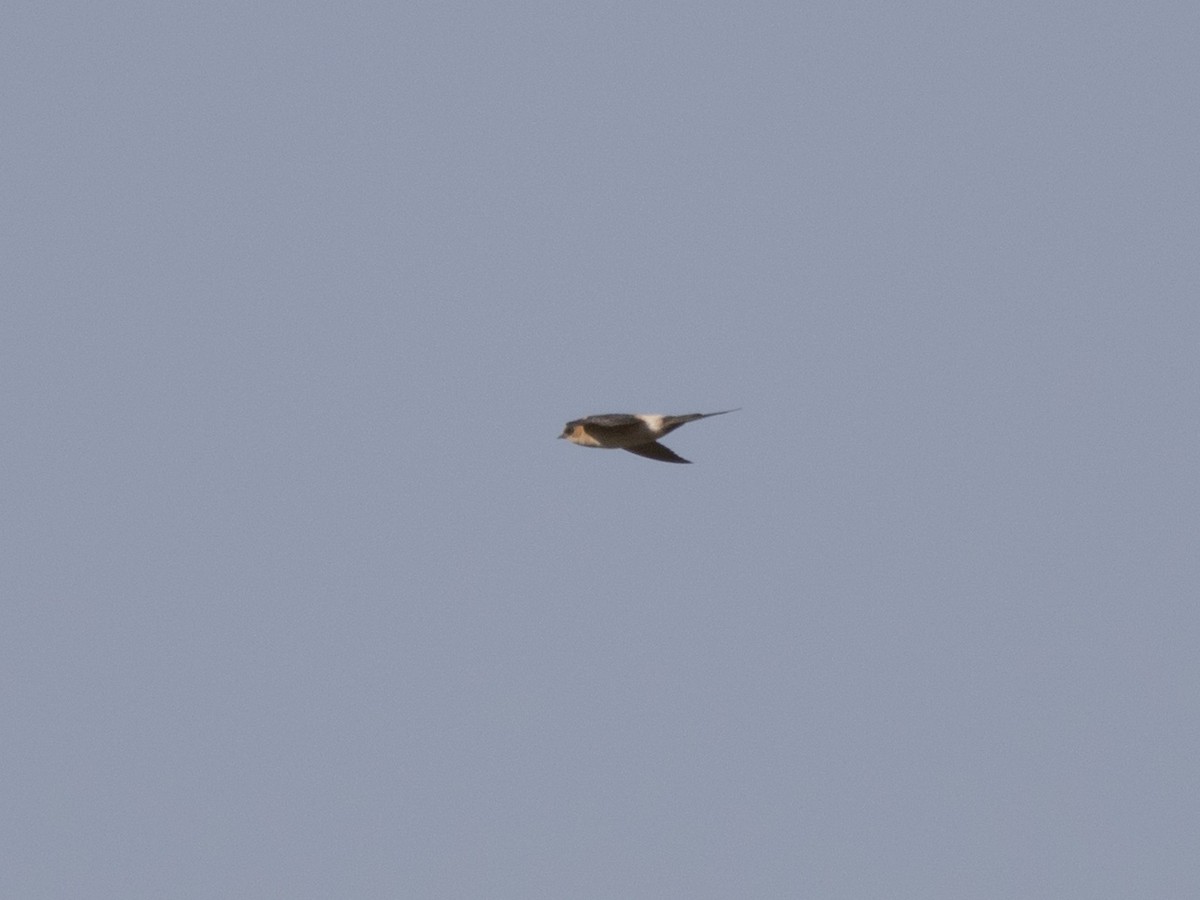 Red-rumped Swallow - ML356371621