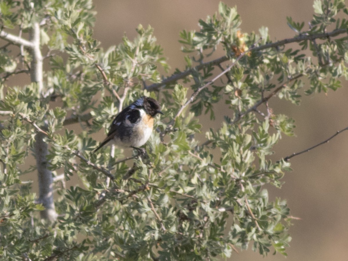 European Stonechat - Ümit Sevim