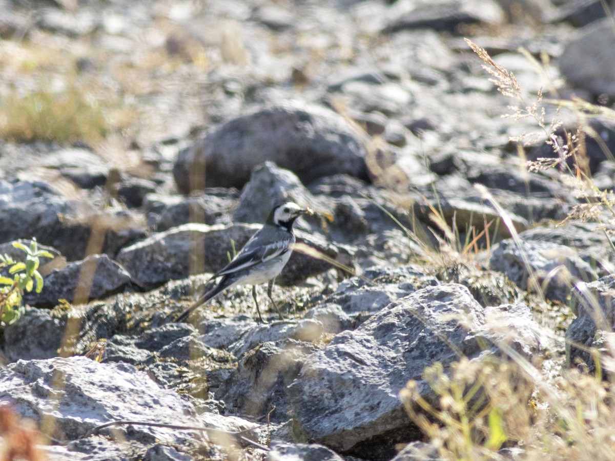 White Wagtail - ML356371741