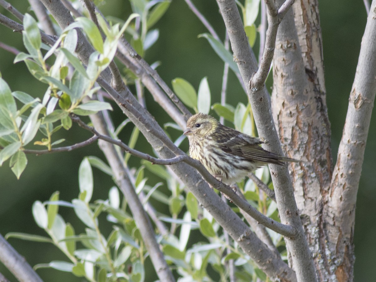 European Serin - ML356371801