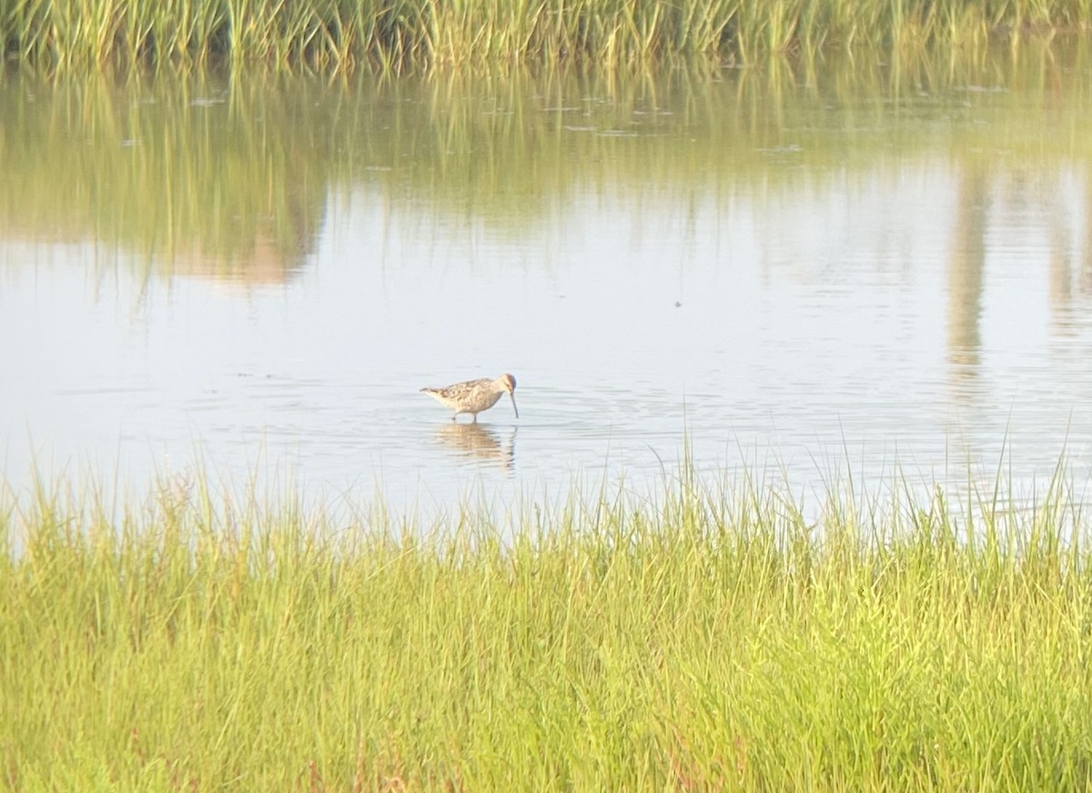 Stilt Sandpiper - Lucas Bobay