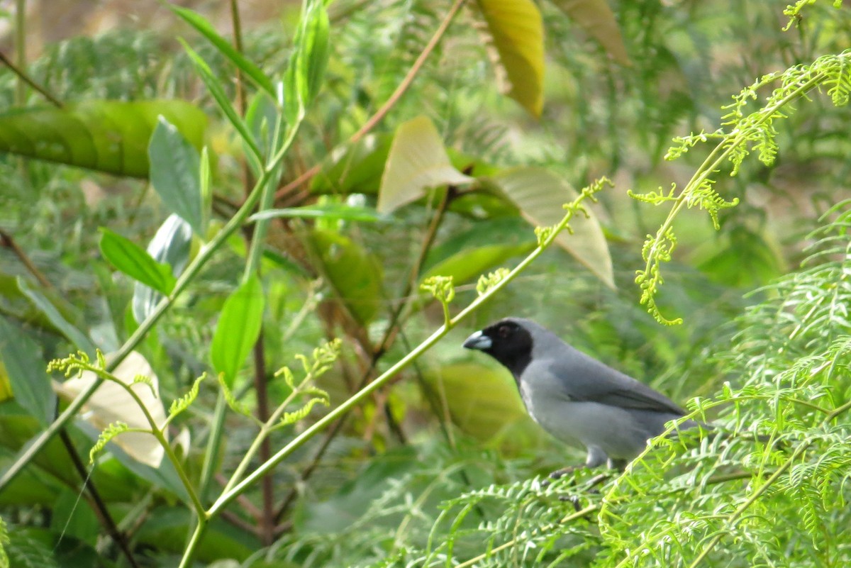 Black-faced Tanager - ML356373511