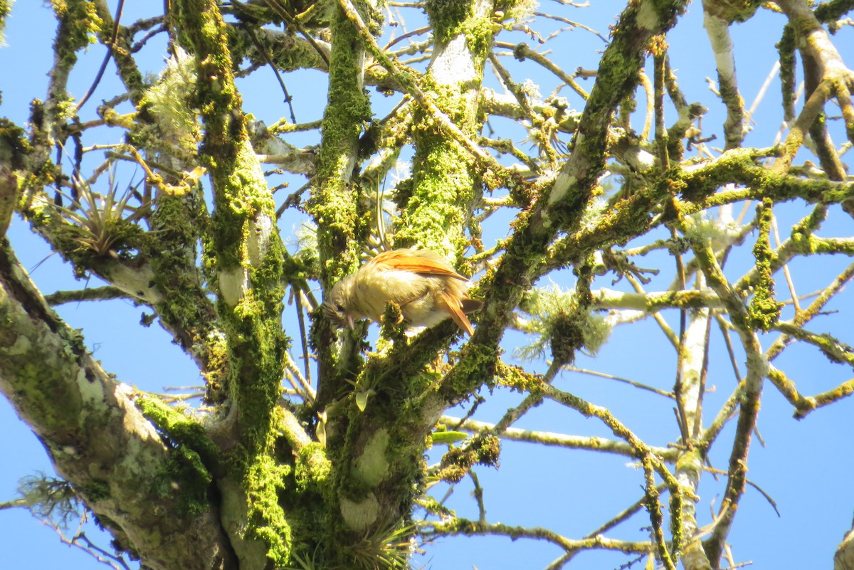 Crested Spinetail - ML356374701