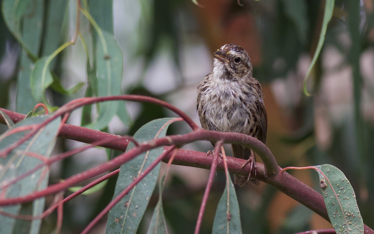 Song Sparrow - ML356375371