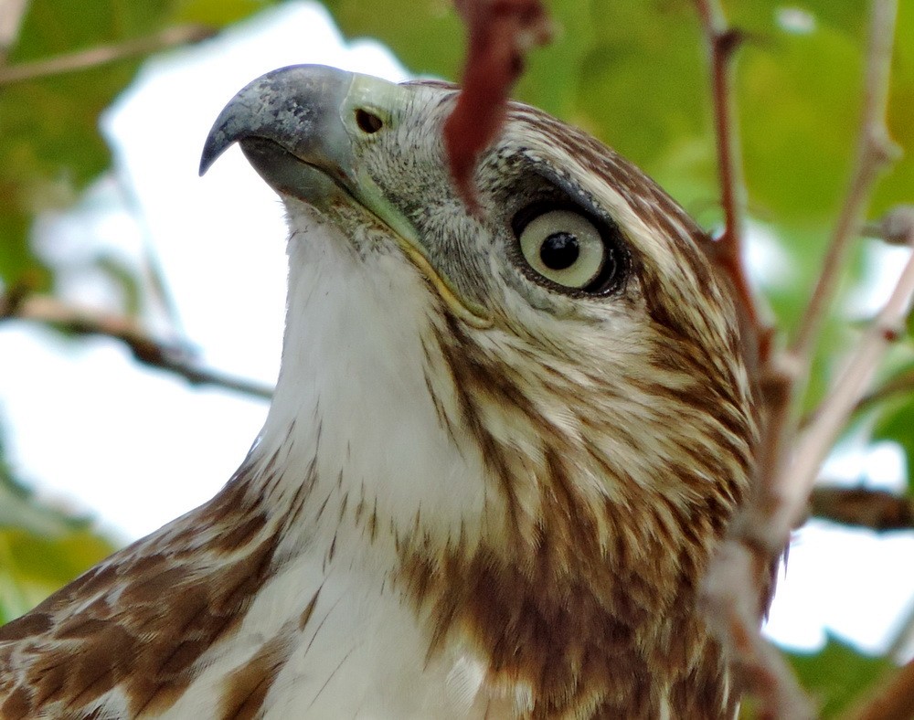 Red-tailed Hawk - ML35637541